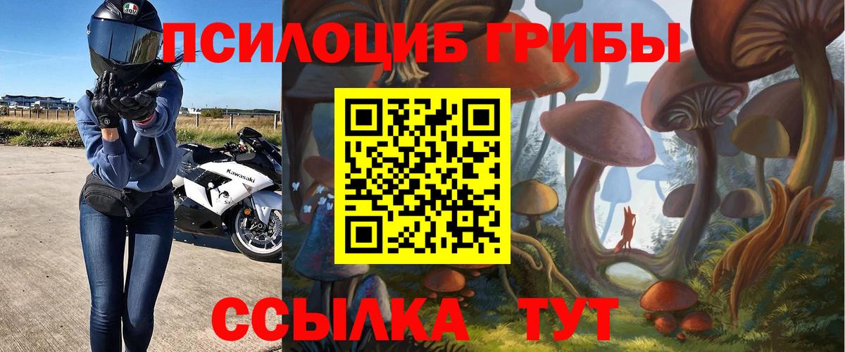 Галлюциногенные грибы Psilocybine cubensis Нововоронеж